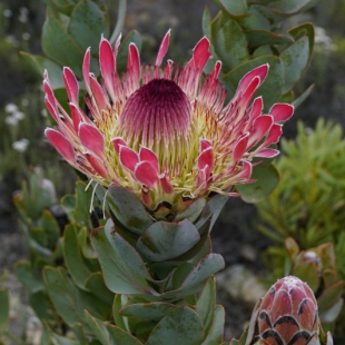 Protea eximia